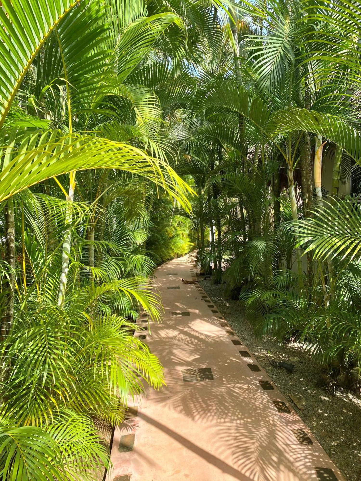 Chalet Tropical Au Coeur De Las Terrenas Ngoại thất bức ảnh
